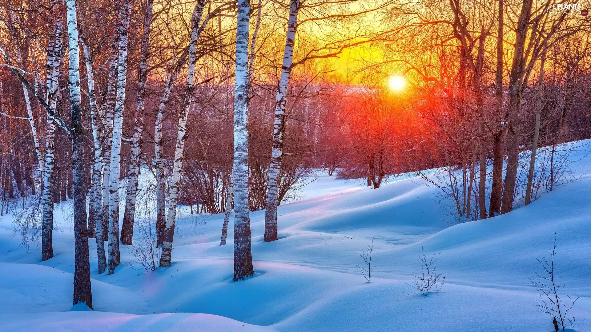 Great Sunsets, snow, forest, birch, winter