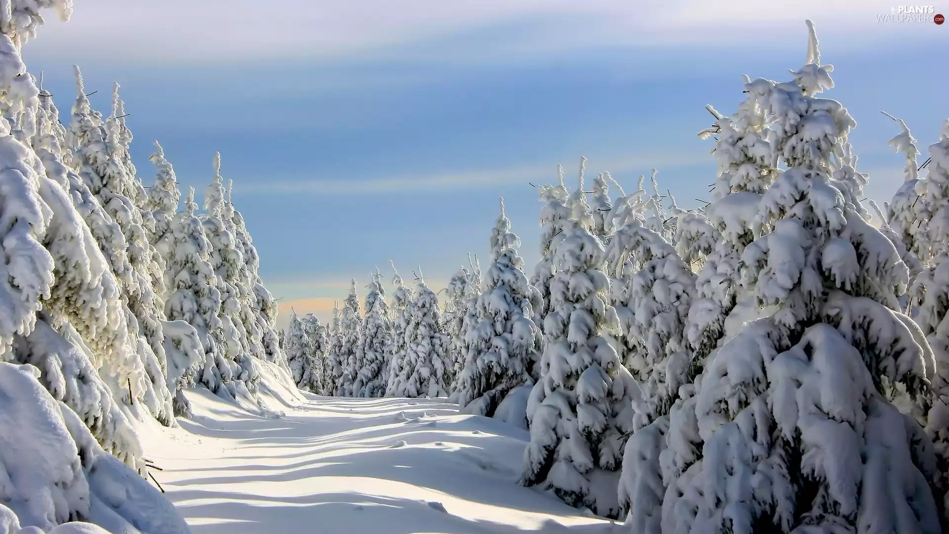 winter, Spruces, snow, forest