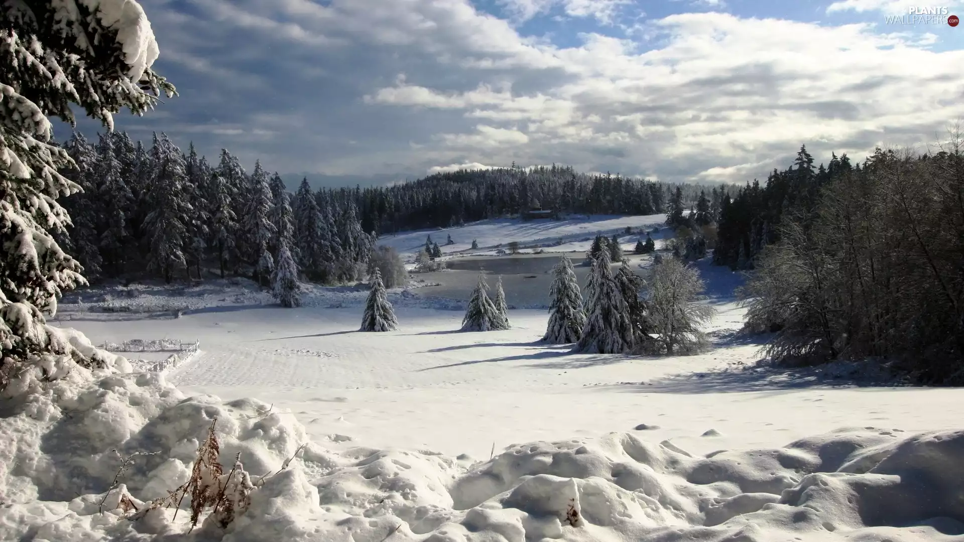 winter, clouds, Spruces, forest