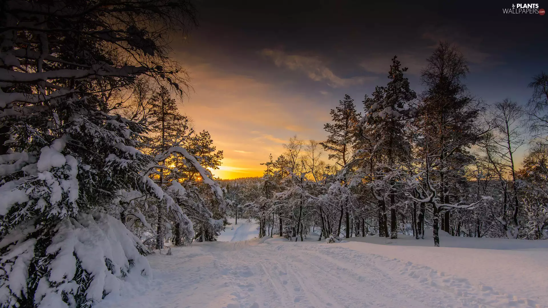 viewes, Great Sunsets, forest, trees, winter