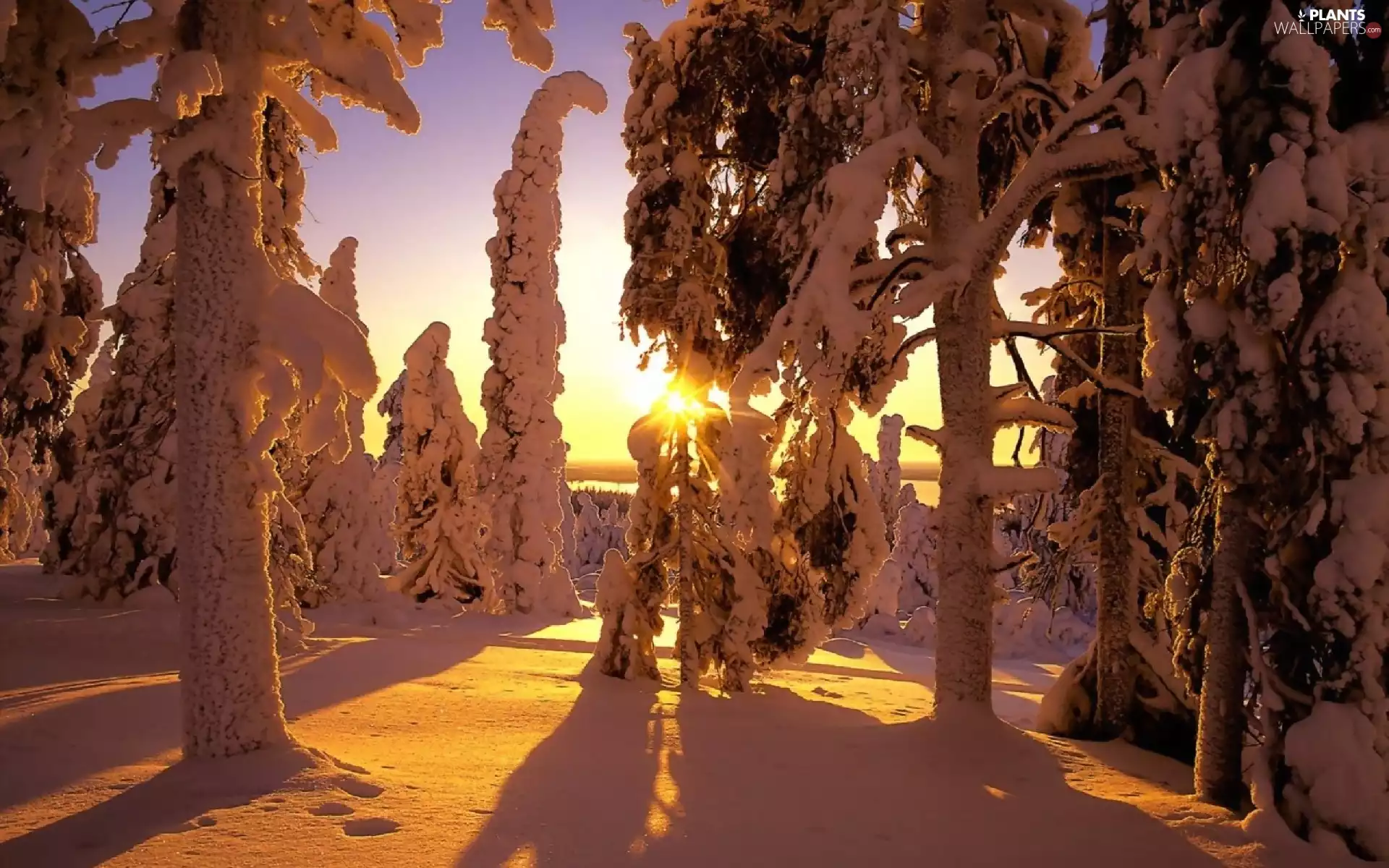 winter, trees, viewes, forest