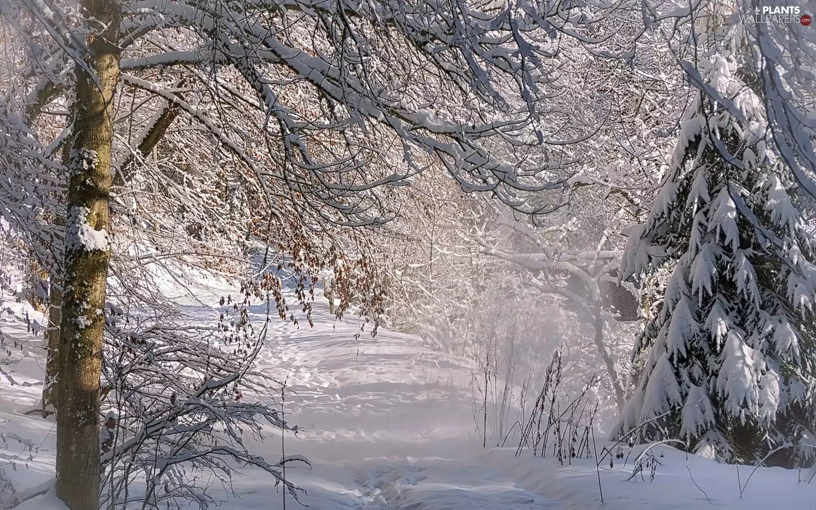 winter, trees, viewes, forest
