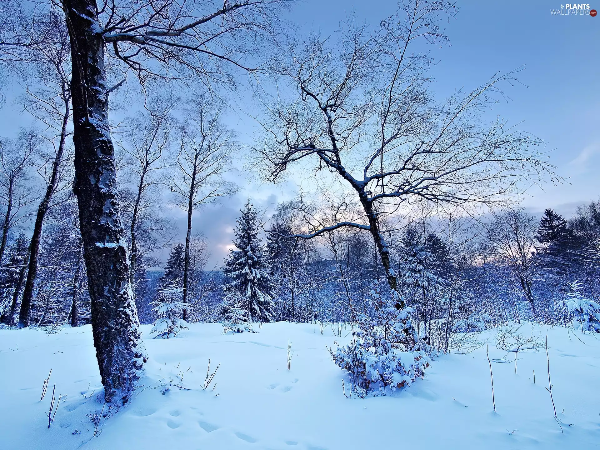winter, trees, viewes, forest