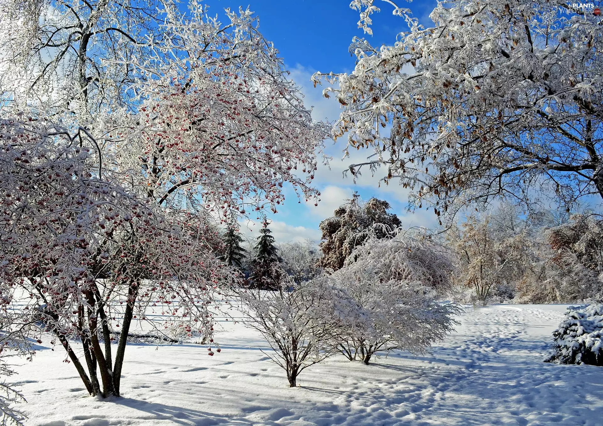 winter, trees, viewes, forest