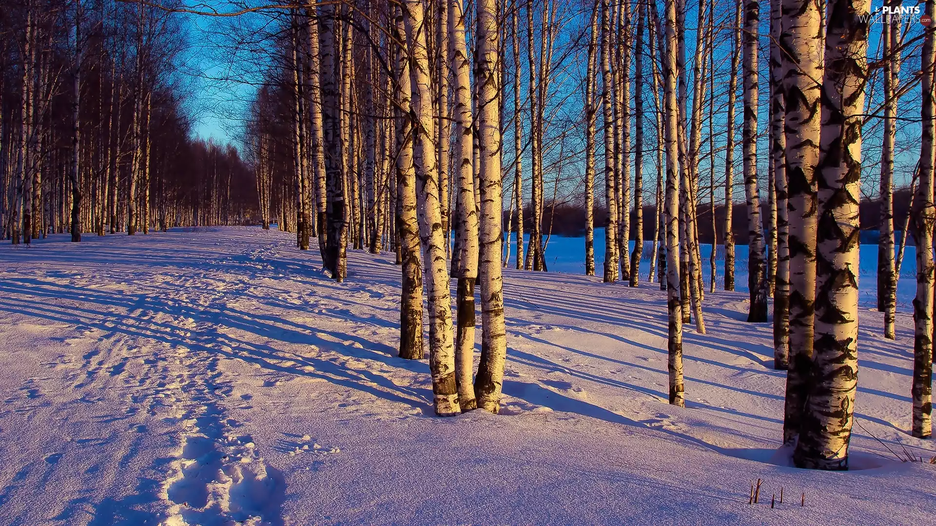 winter, birch, Way, forest