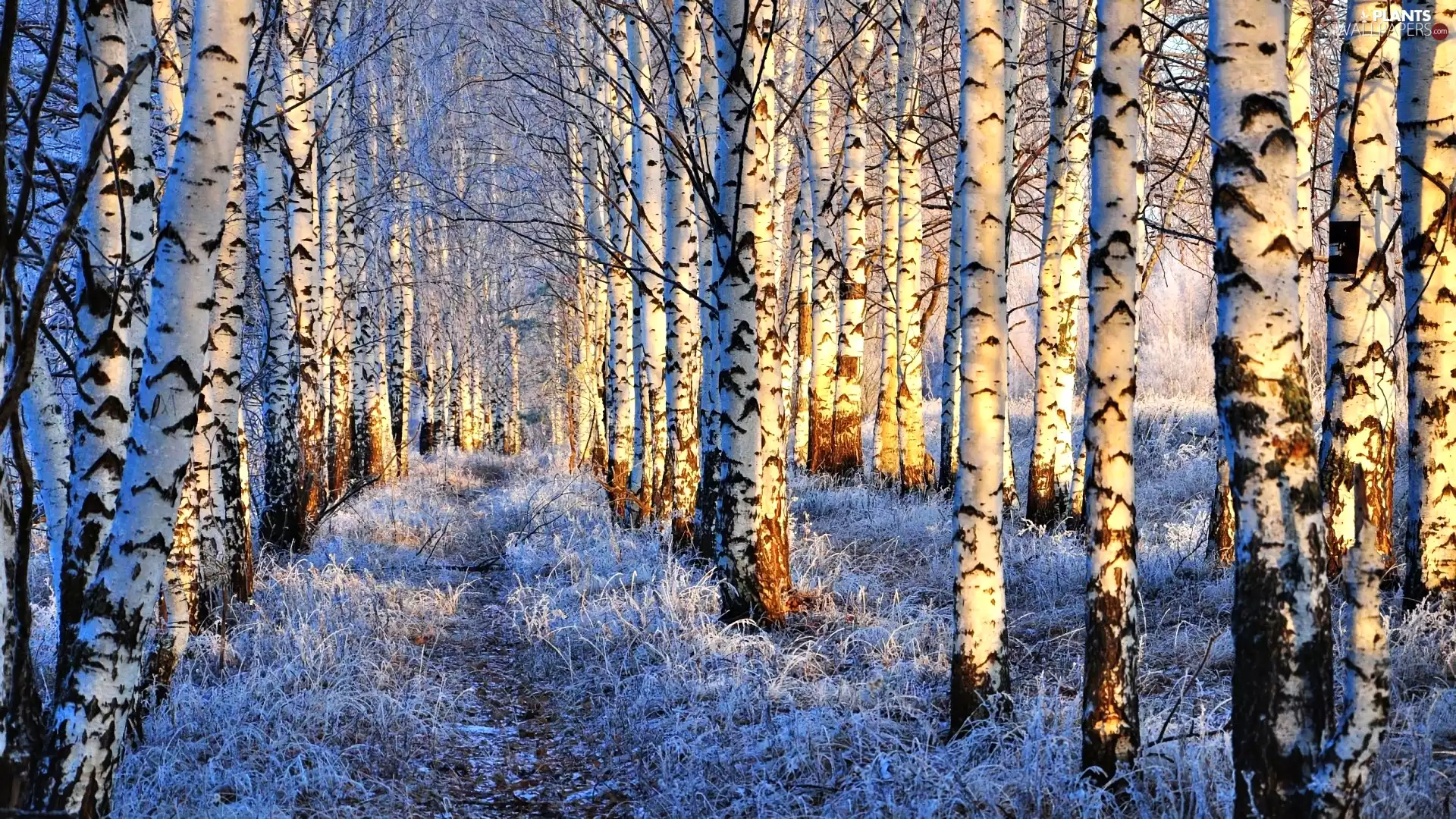 winter, birch, Way, forest