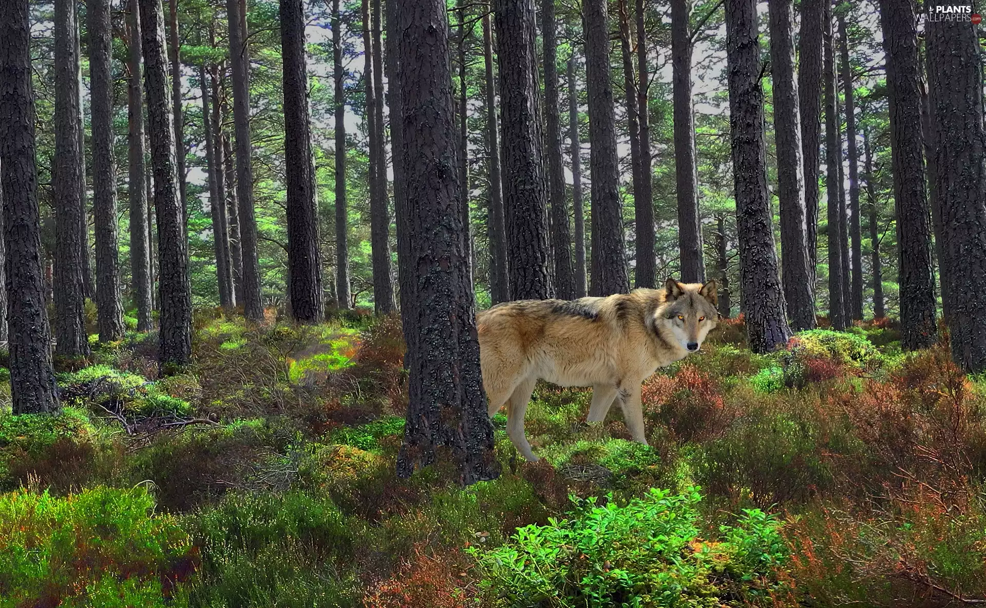 Wolf, trees, viewes, forest
