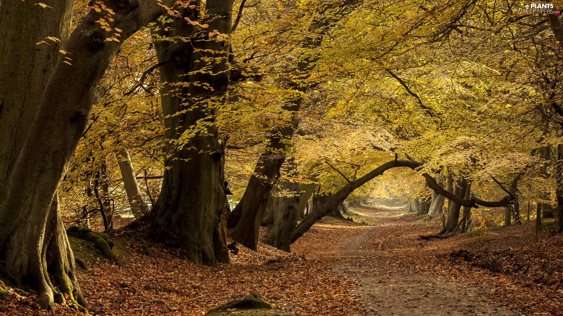 trees, autumn, Yellowed, forest, Way, viewes, Leaf