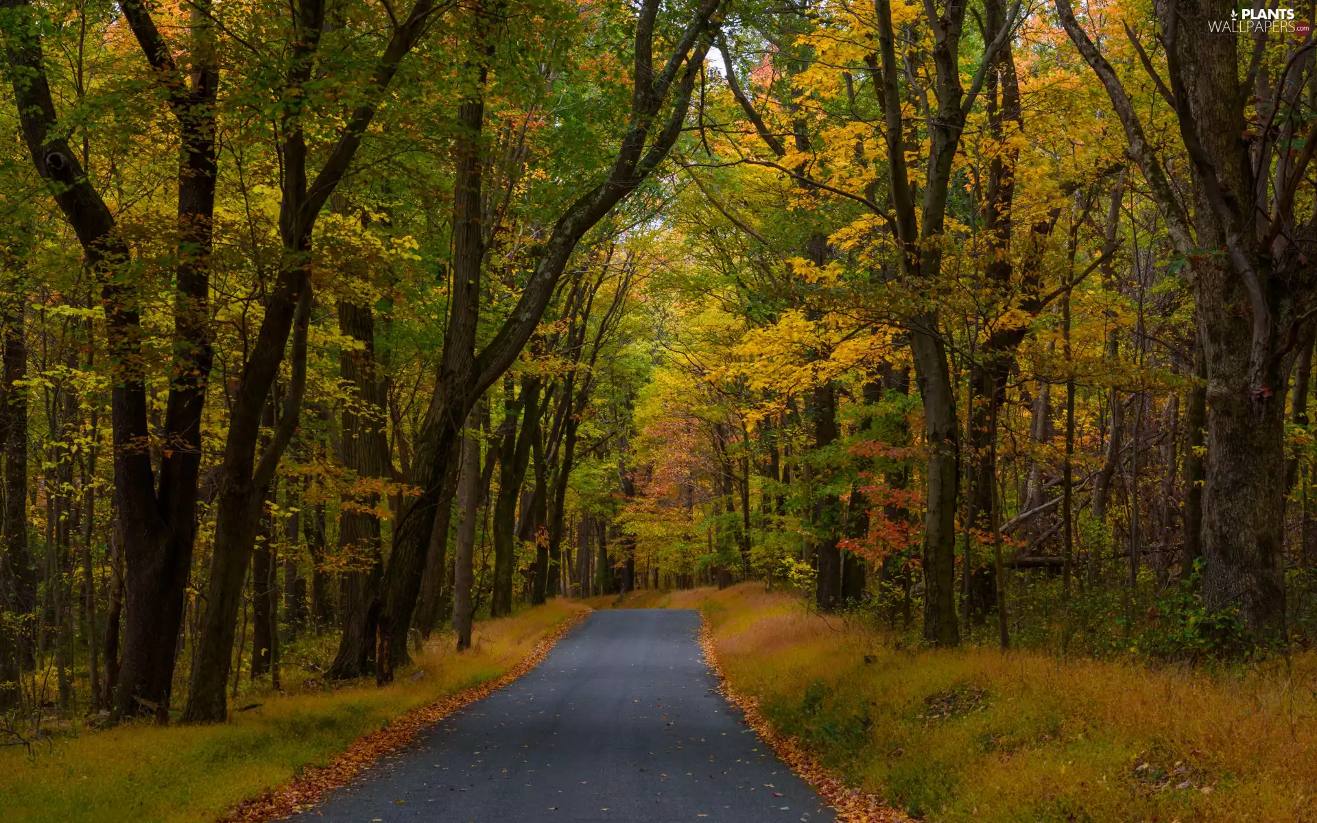 trees, Way, Yellowed, forest, autumn, viewes, grass