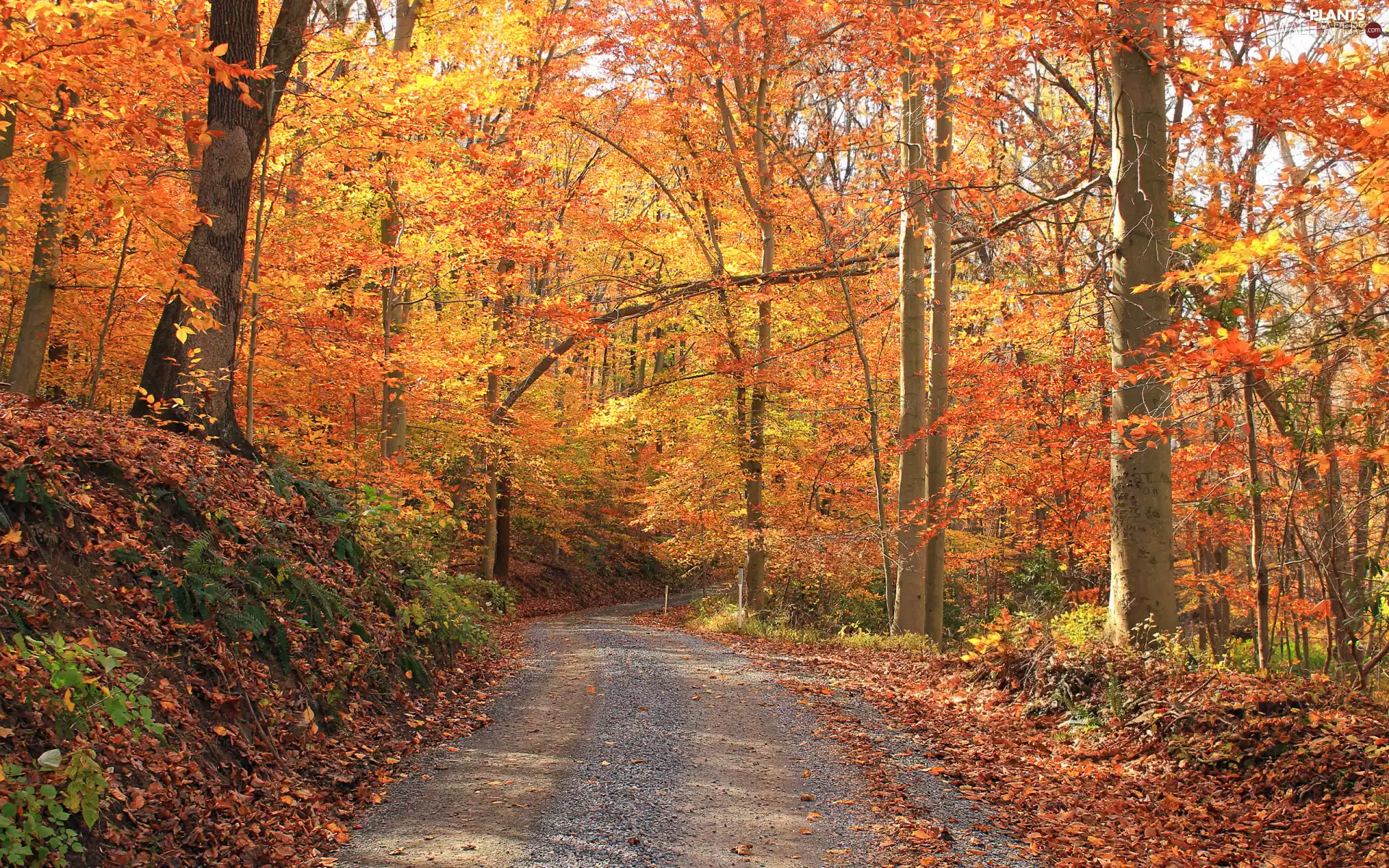 trees, Way, Yellowed, forest, autumn, viewes, Leaf