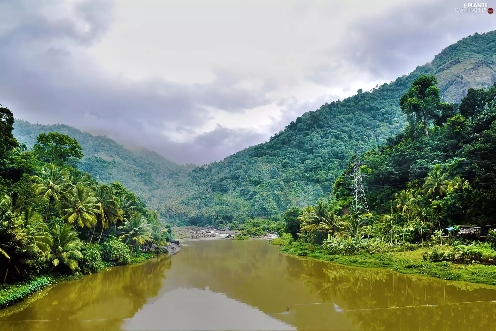 River, Mountains, Palms, forested