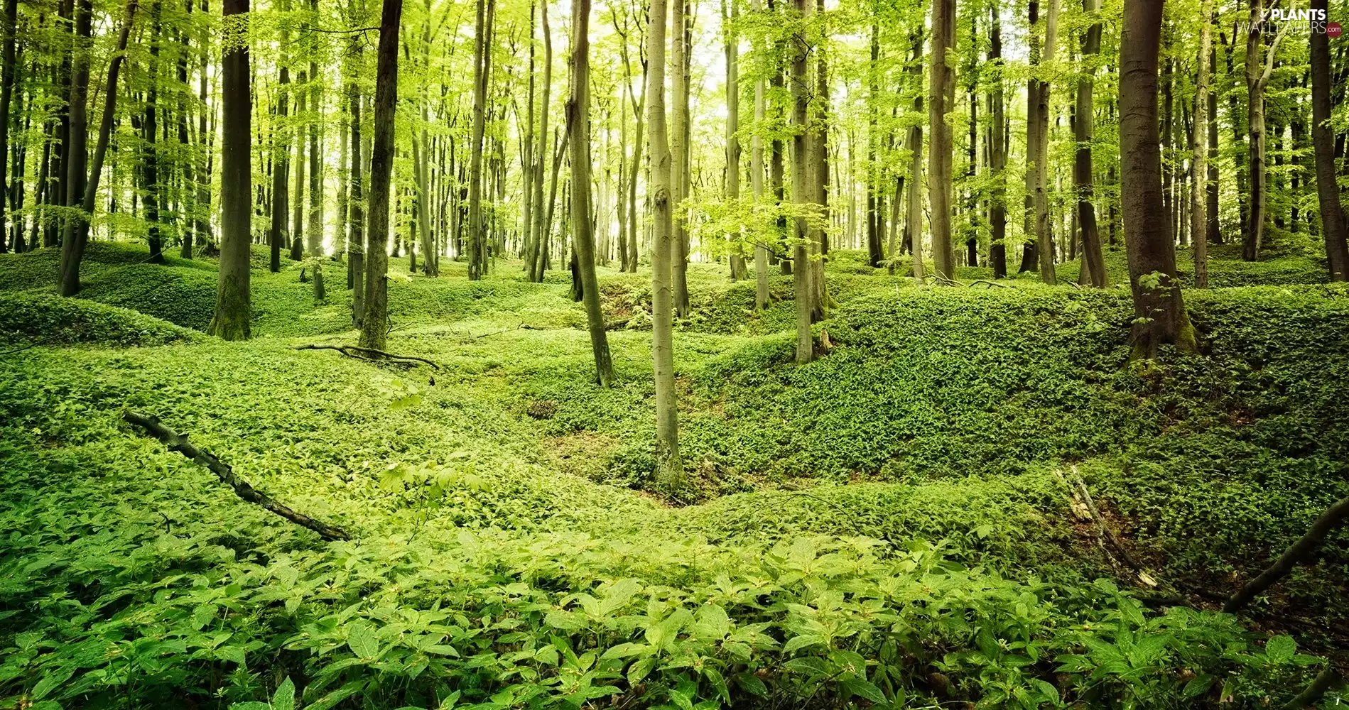 fleece, forester, trees, viewes, forest