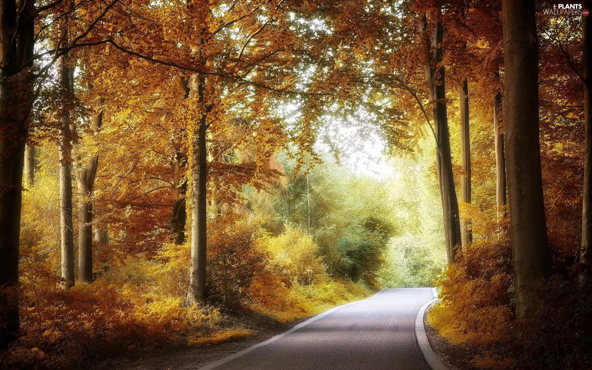 viewes, Way, Broadleaf Forests, trees, autumn