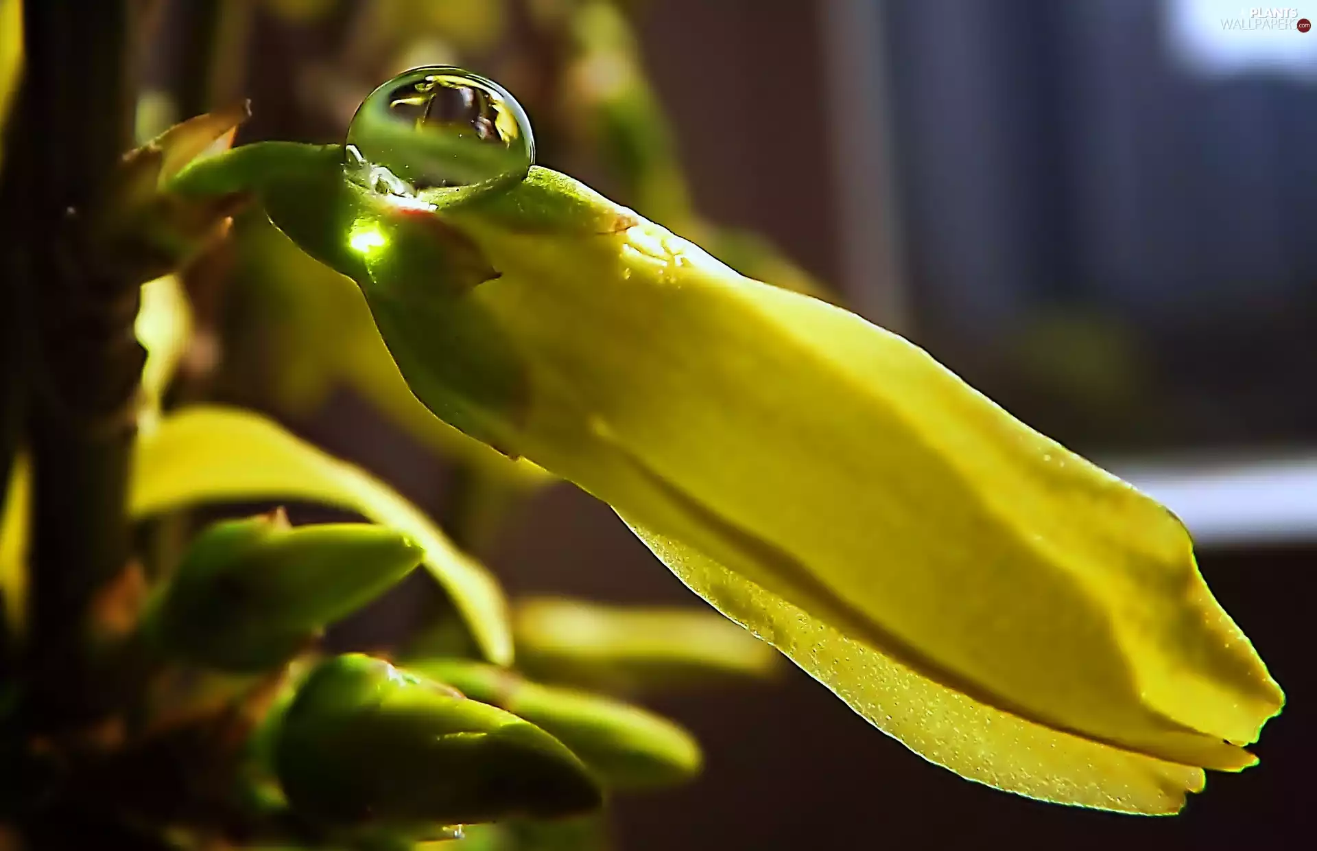 bud, drop, Close, Forsythia