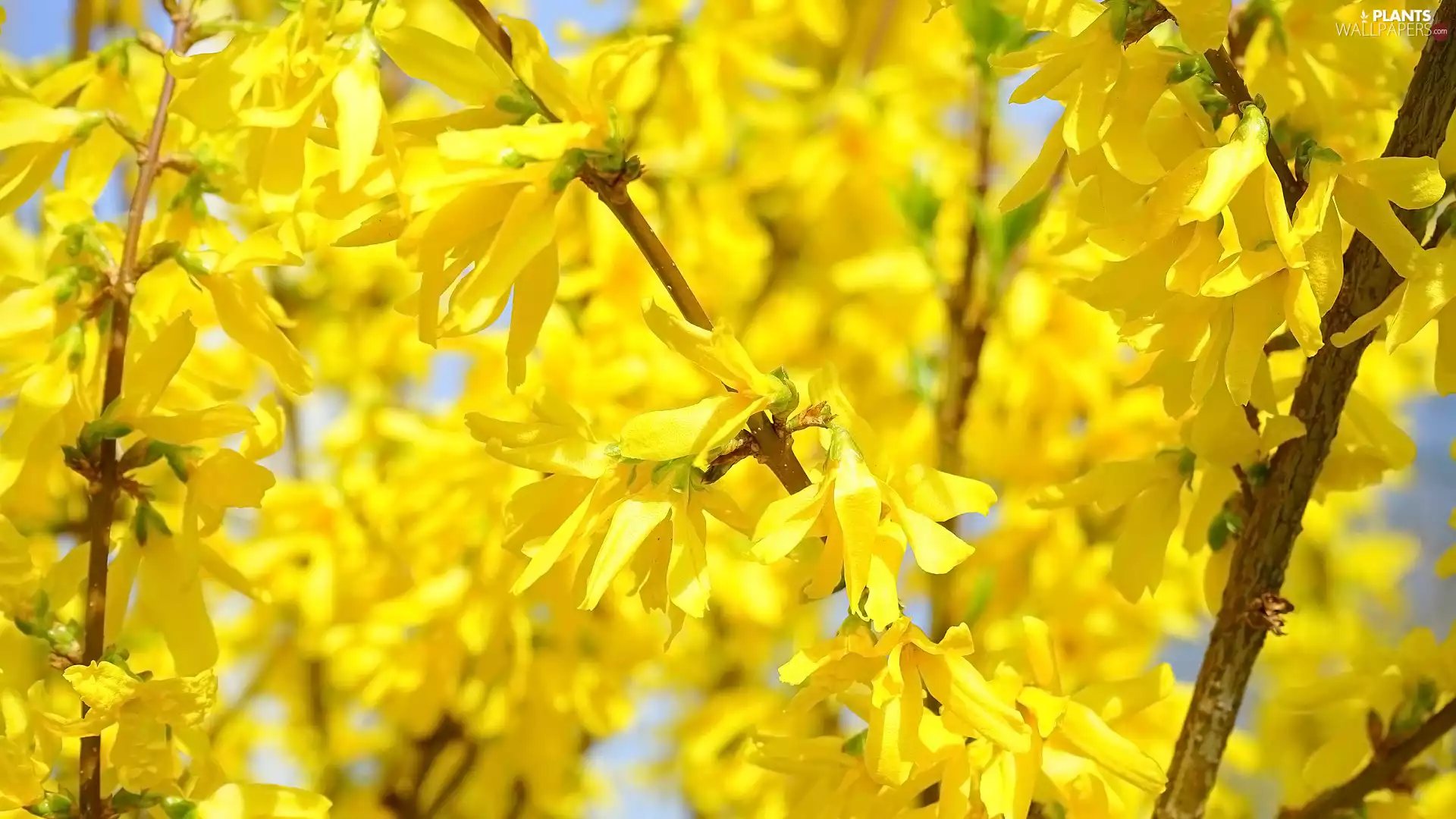 forsythia, Twigs, Flowers