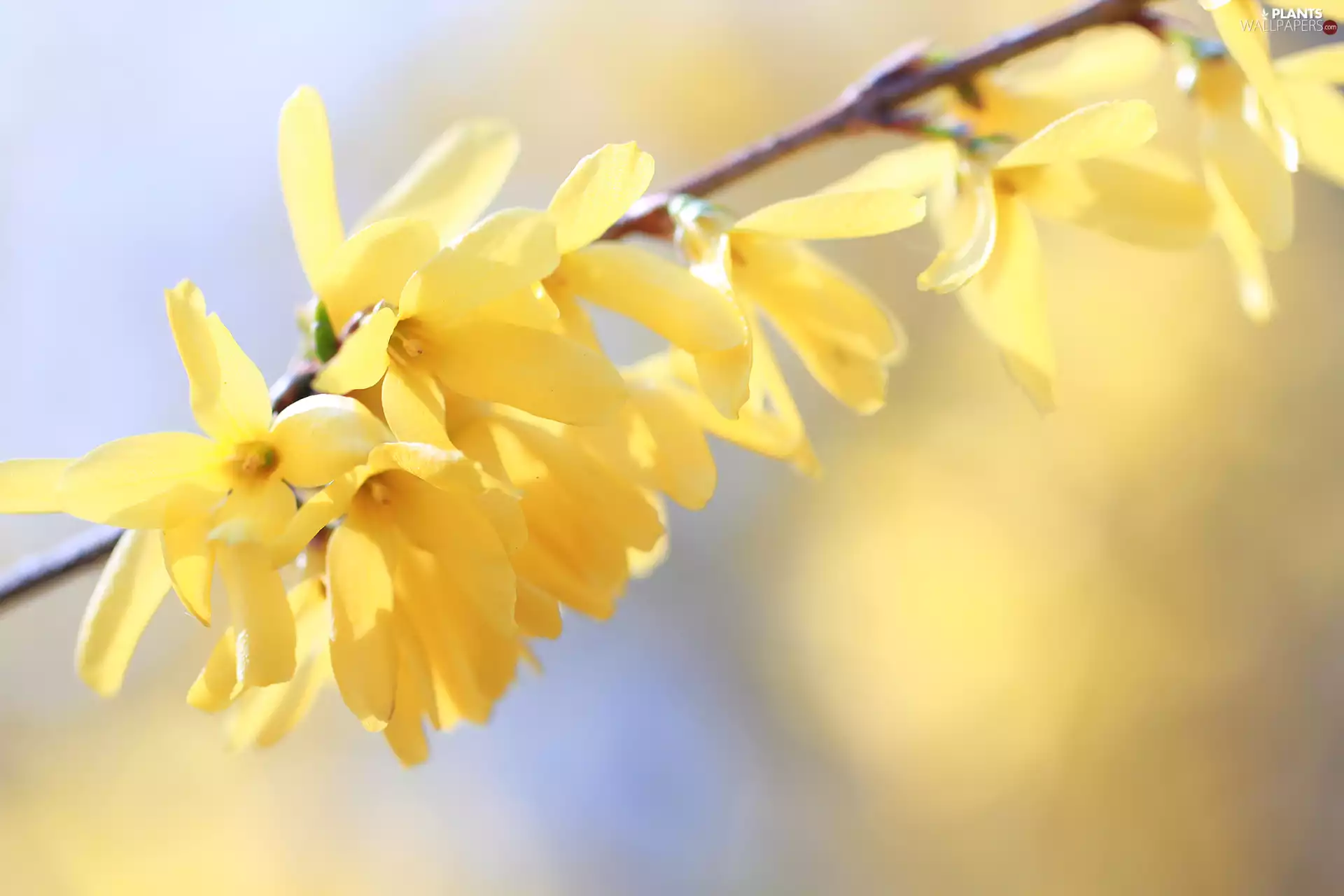 forsythia, Yellow, Flowers