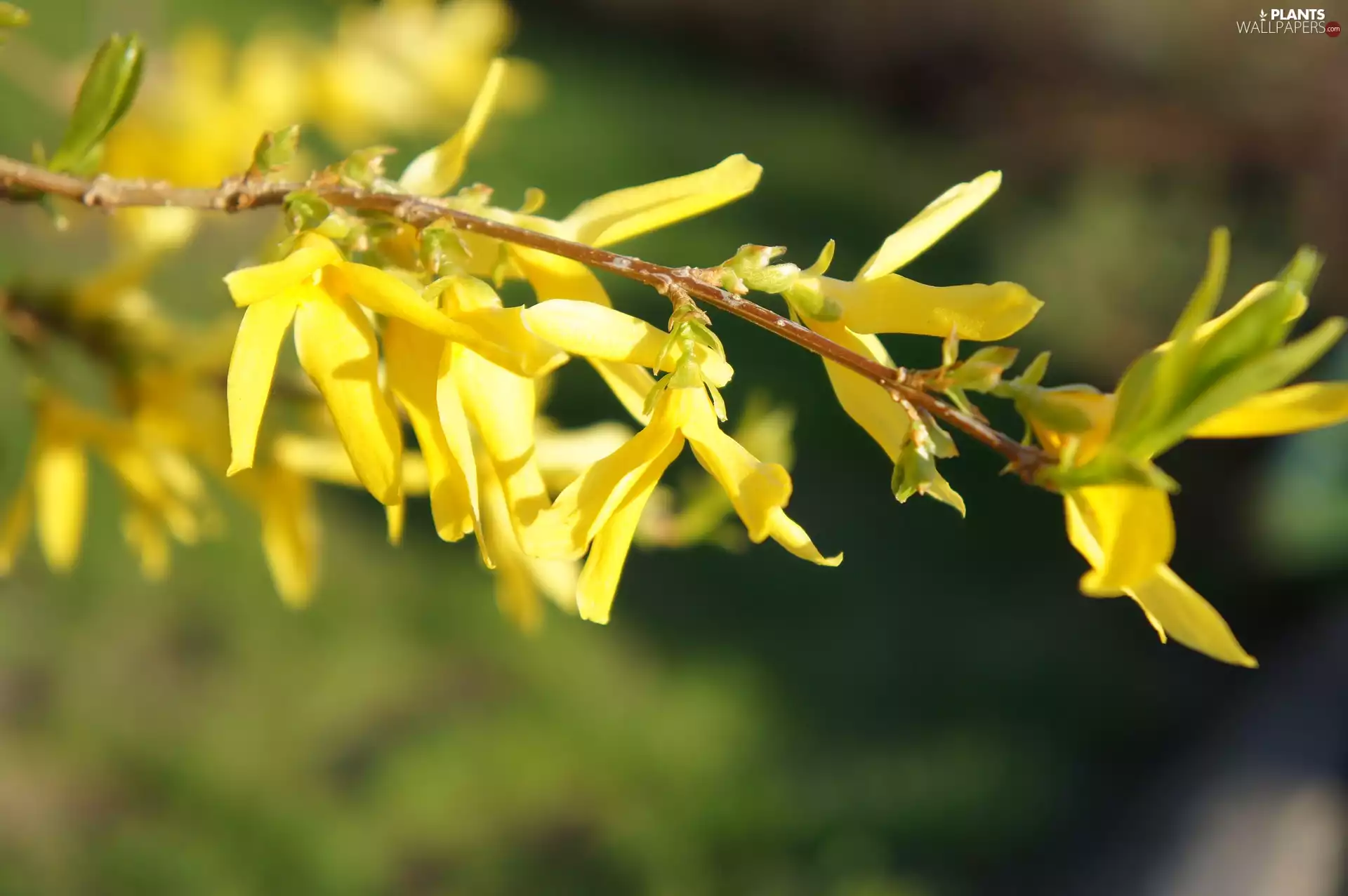 forsythia, twig