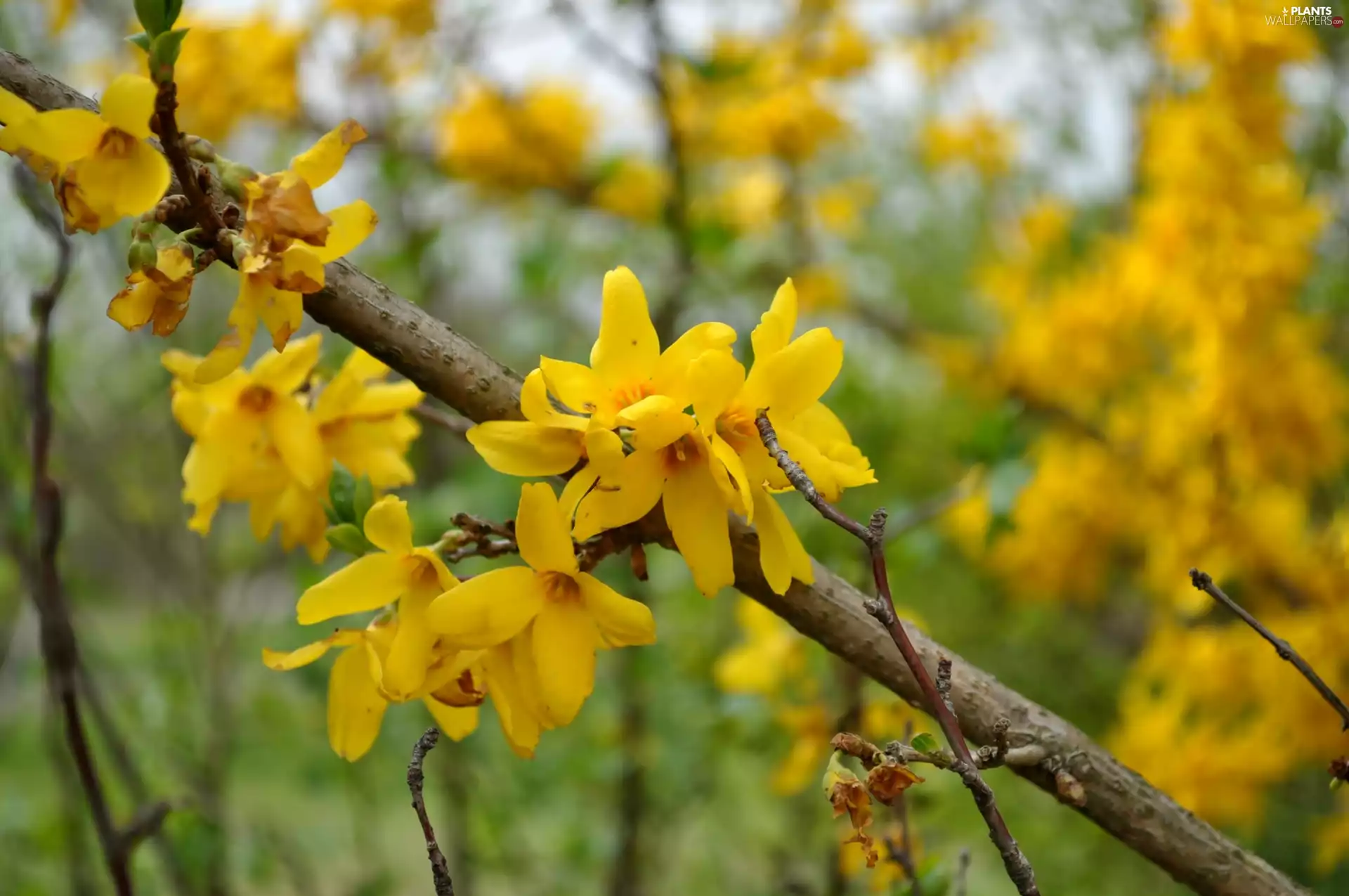 Bush, forsythia, Yellow, Flowers, twig