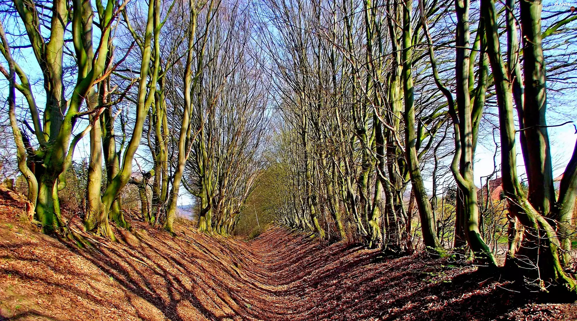 fossa, trees, viewes