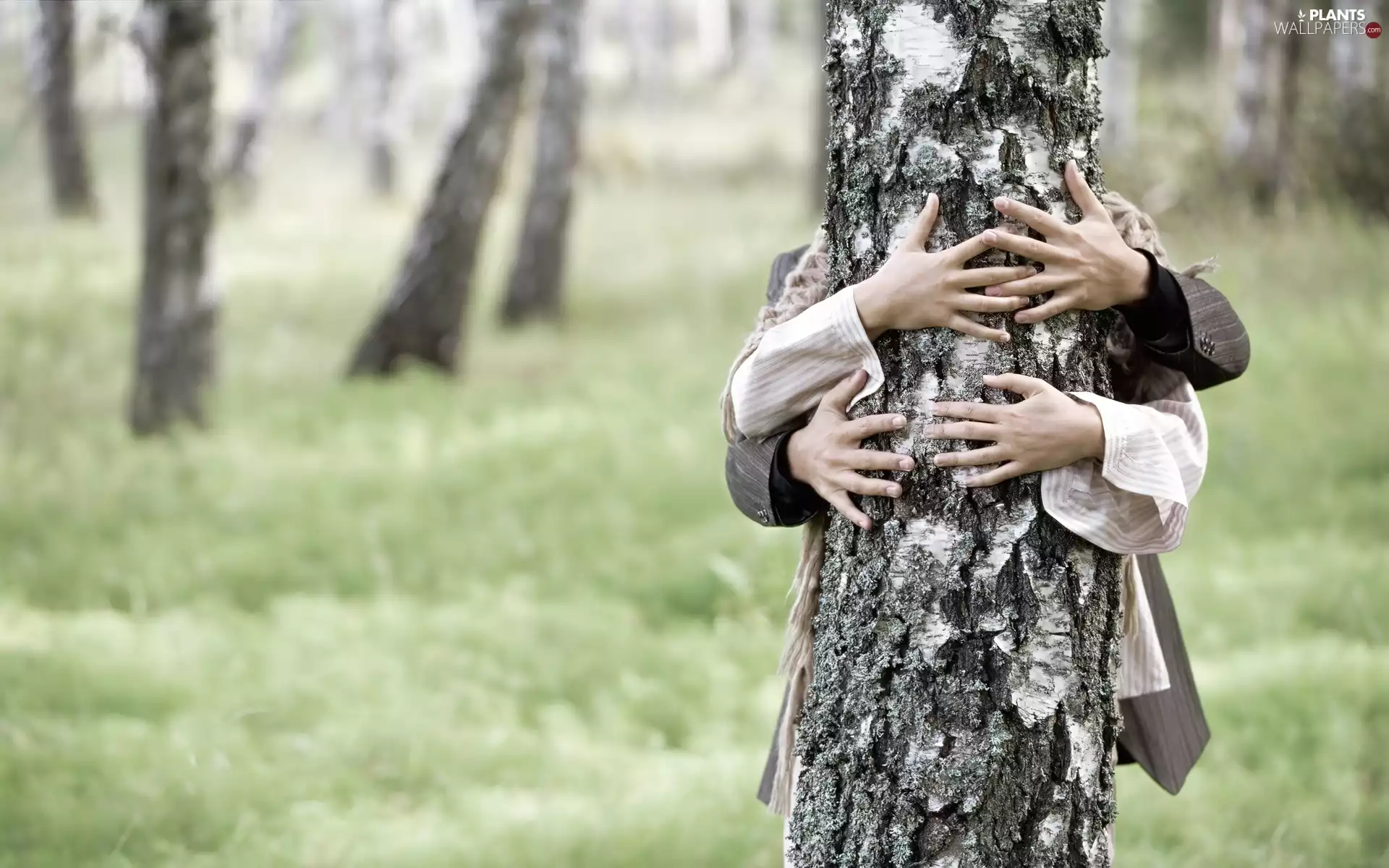 Steam, four, hands, birch-tree