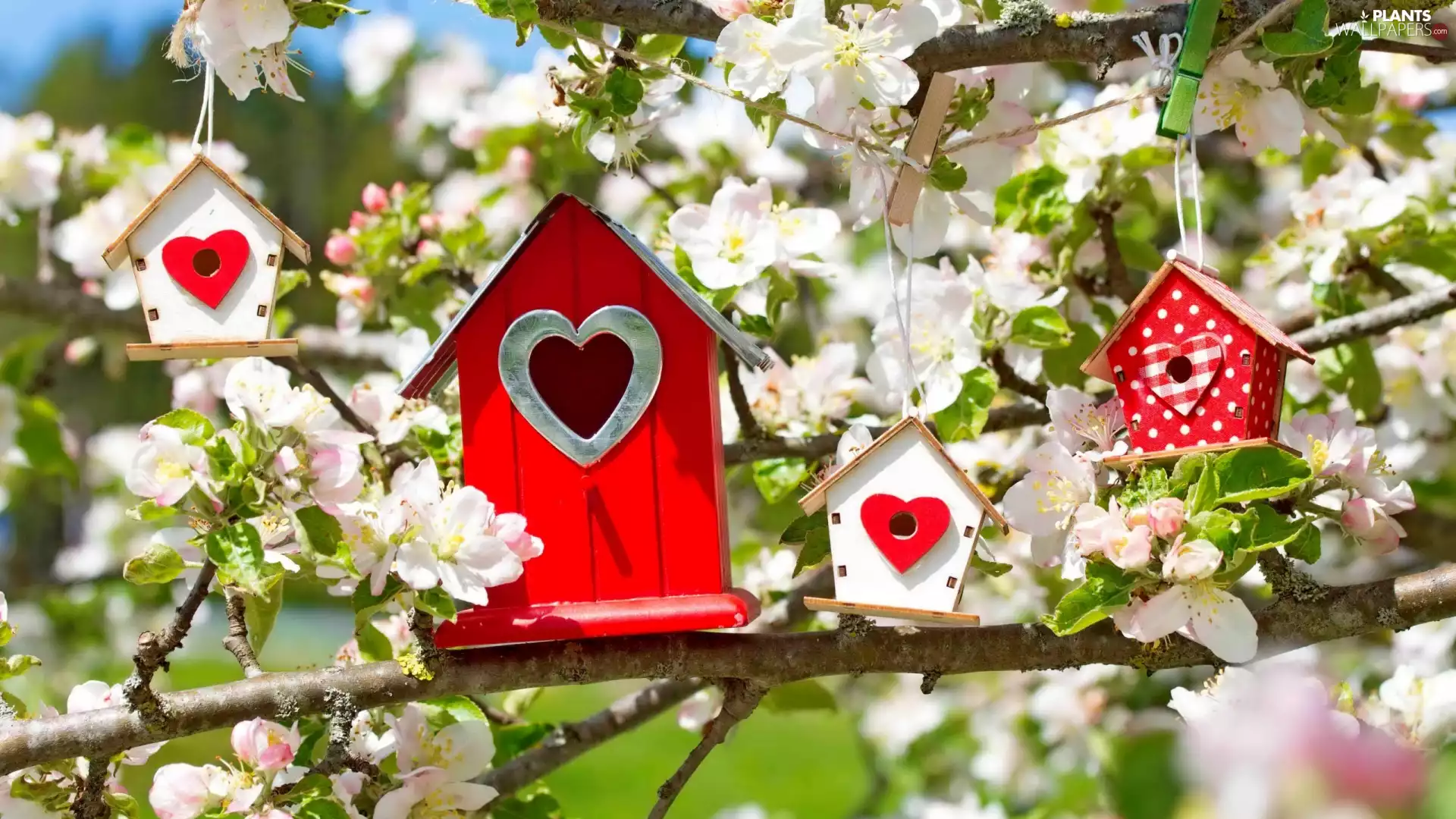 apple-tree, trees, four, booths, Flowers, Blossoming