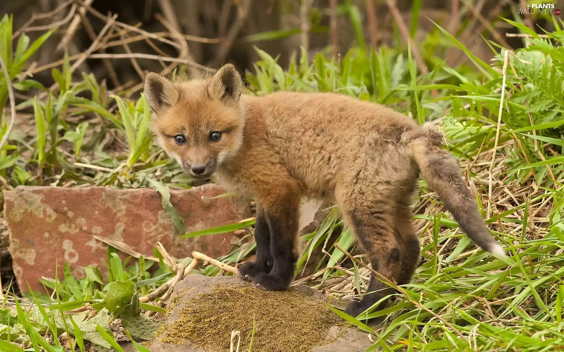 young, forest, grass, fox