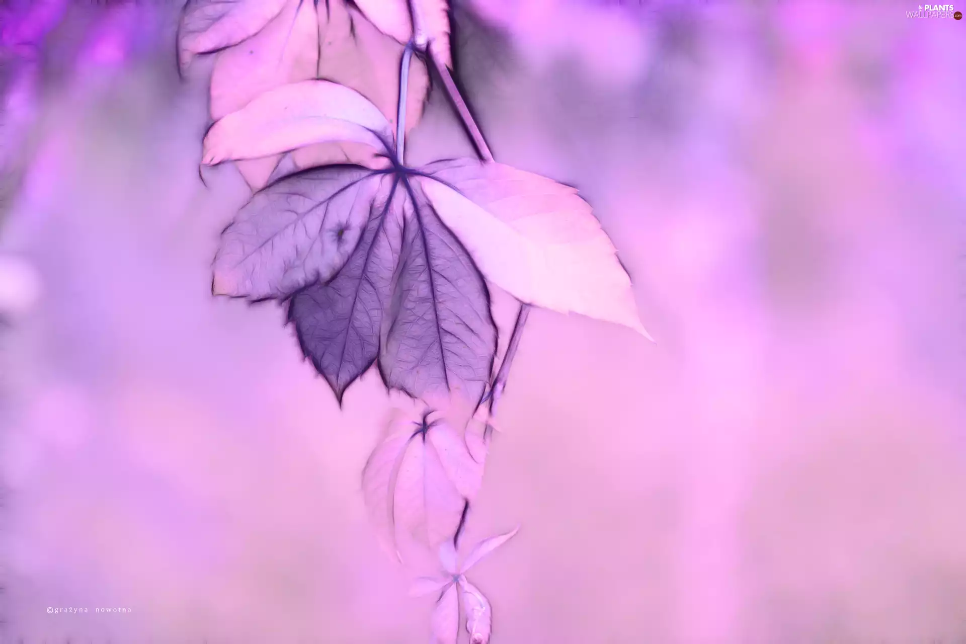 Fractalius, purple, Leaf