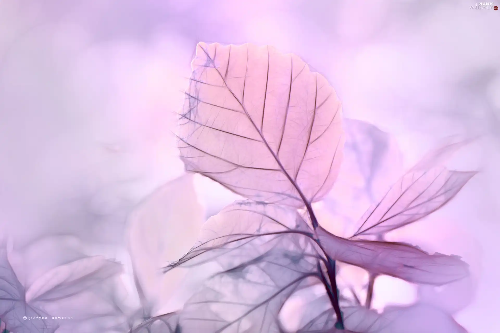 Fractalius, purple, Leaf