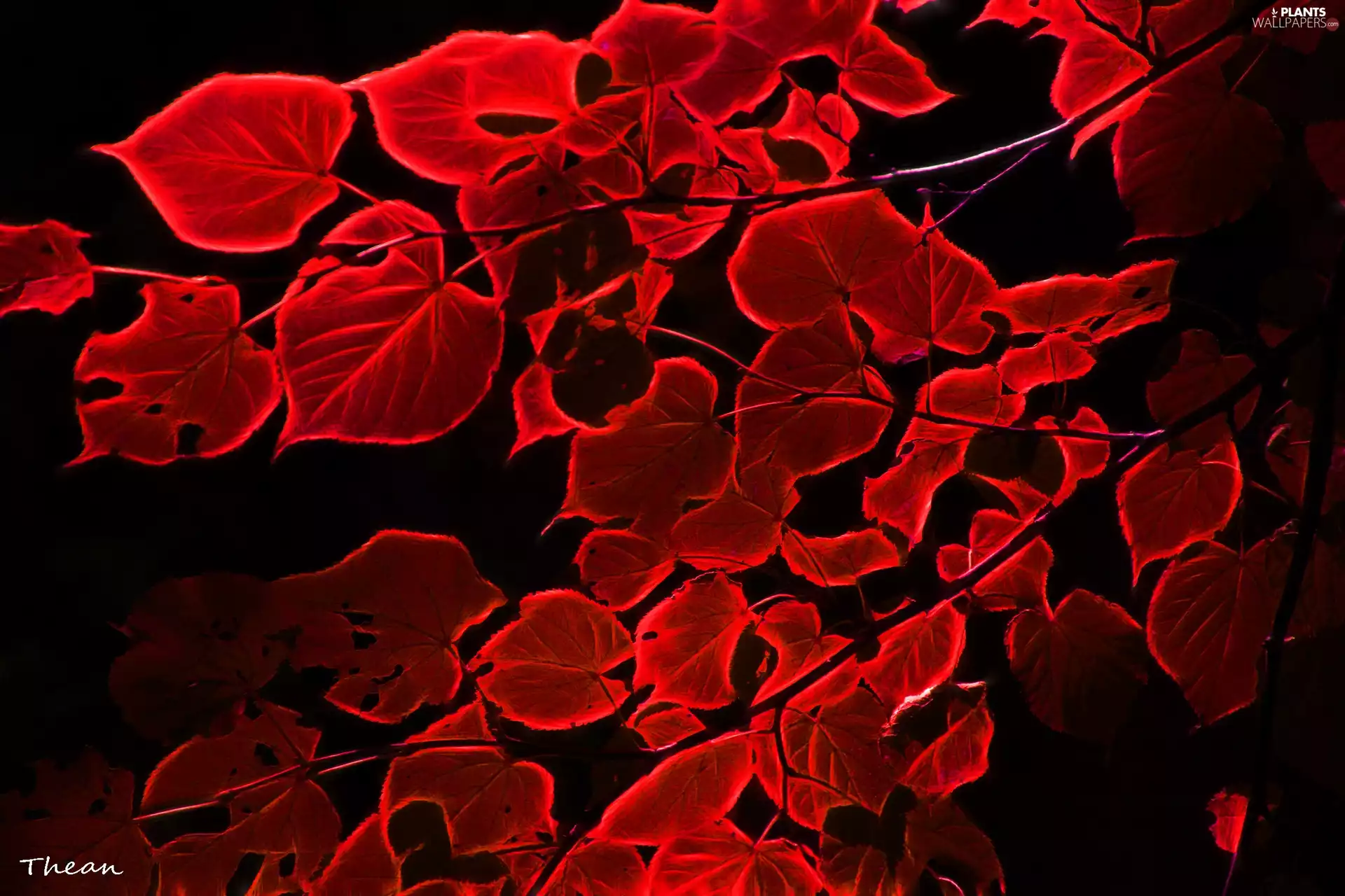 Fractalius, Red, Leaf
