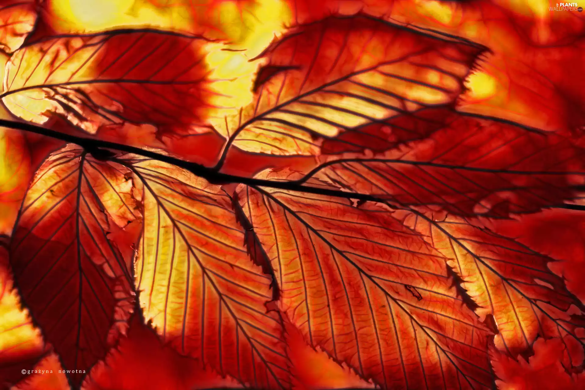 Fractalius, Red, Leaf