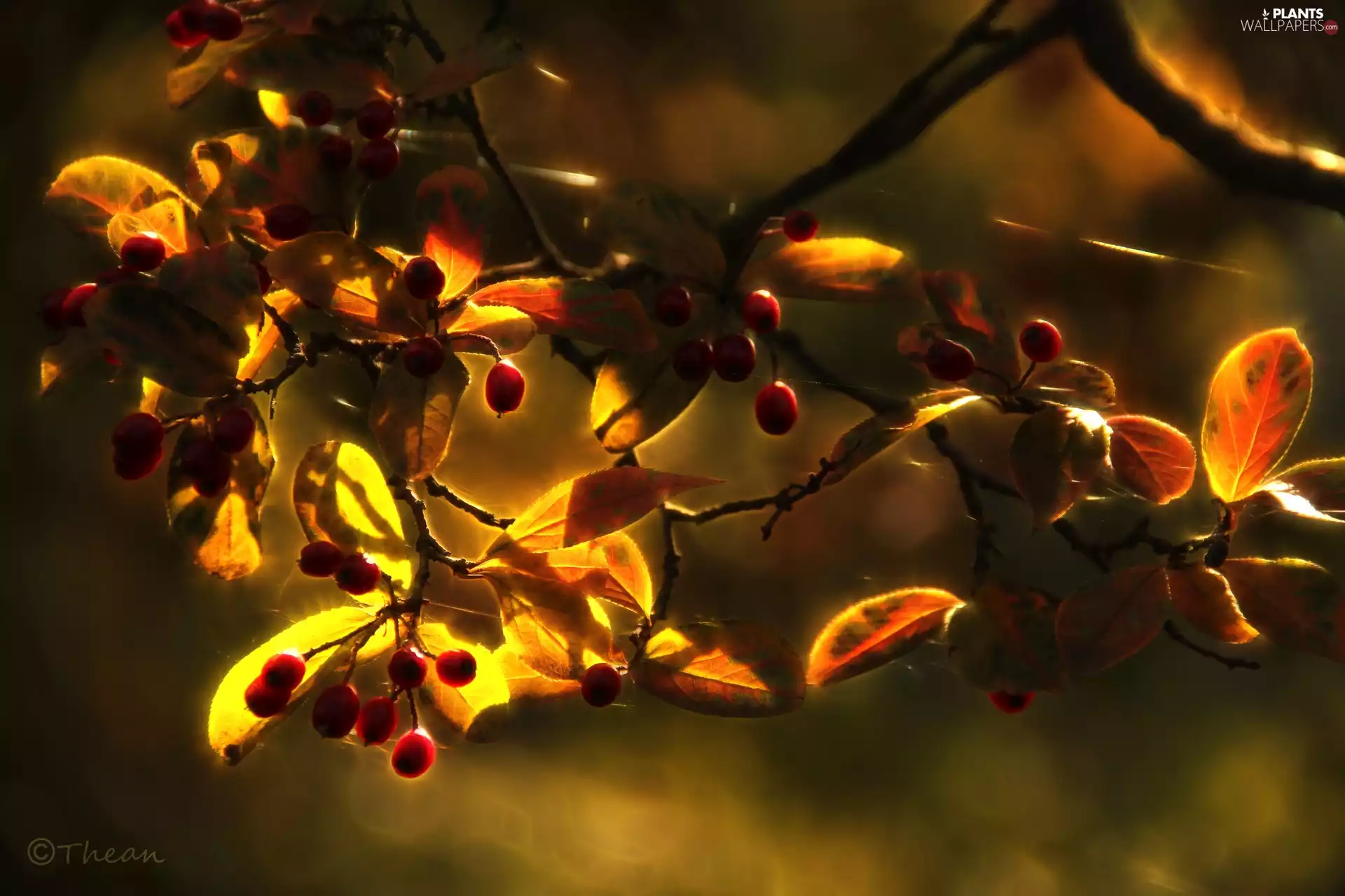 Fruits, Fractalius, Leaf, Red, trees