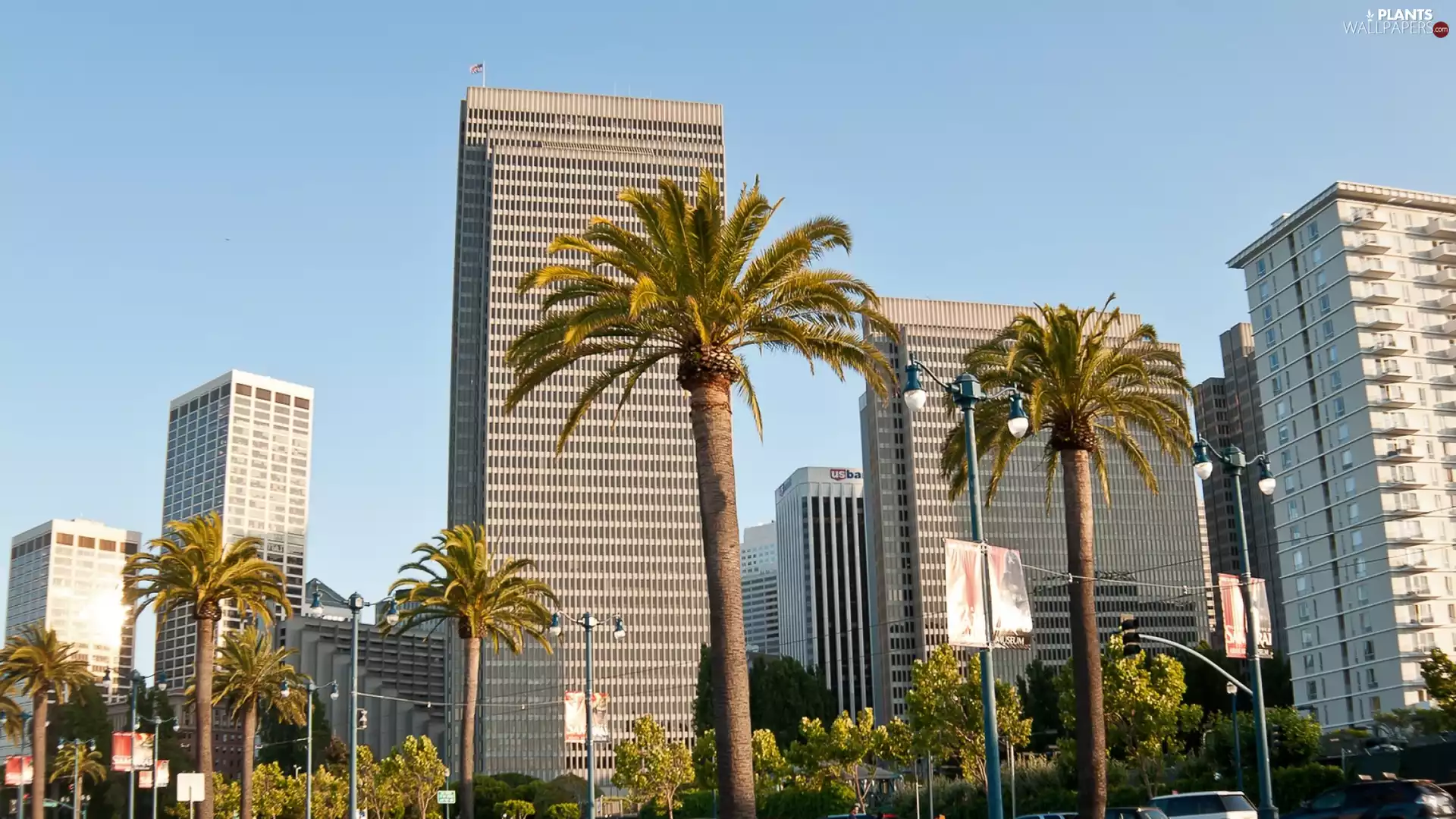 San Francisco, clouds, Palms, skyscrapers