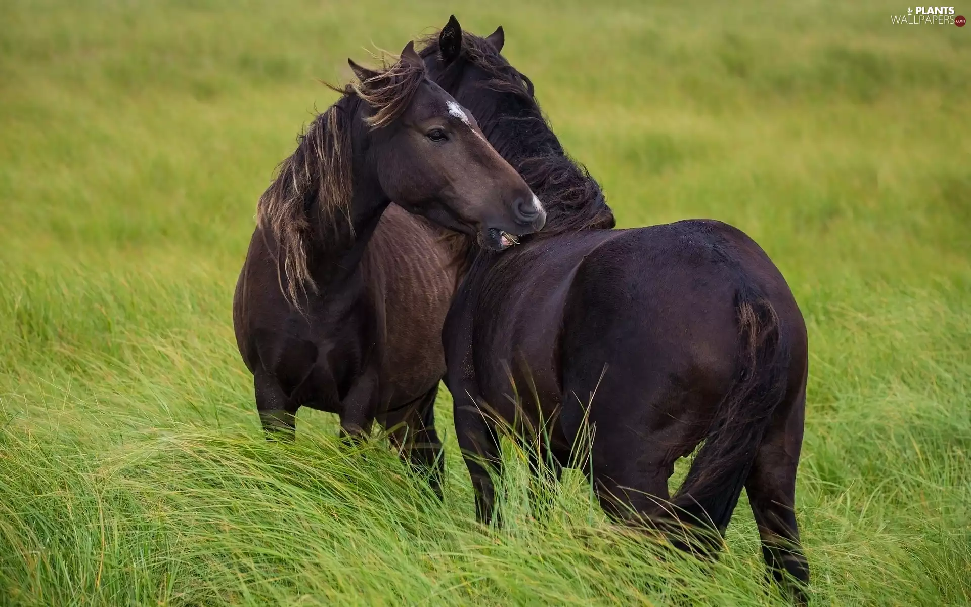 friendship, bloodstock, Meadow