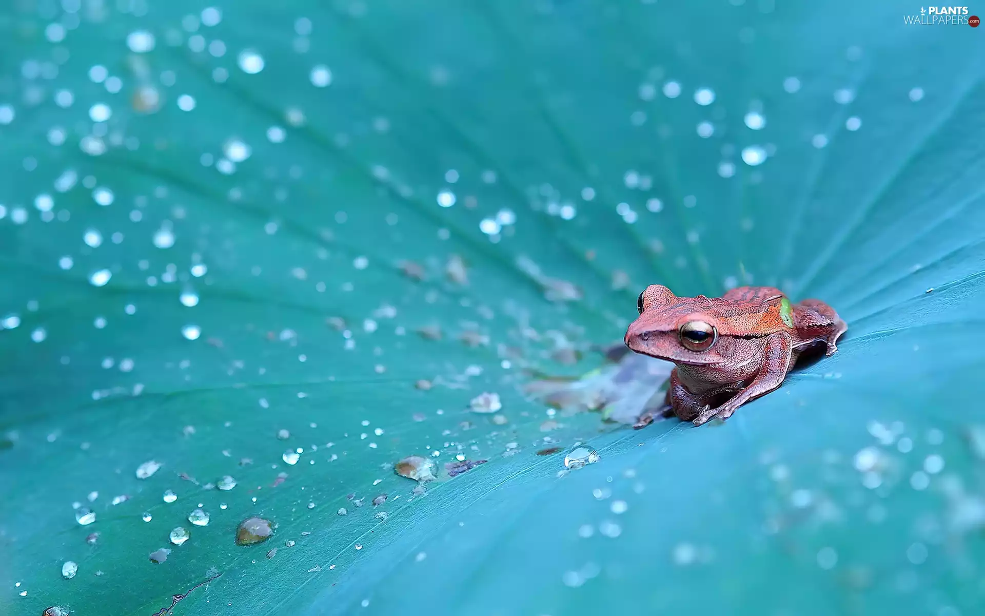 leaf, strange frog, frog