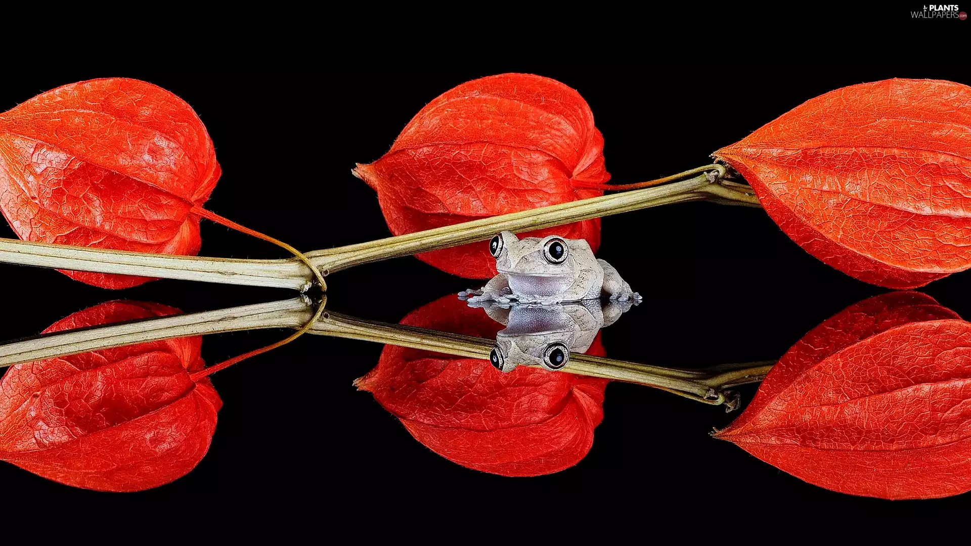 Black, background, strange frog, reflection, physalis bloated