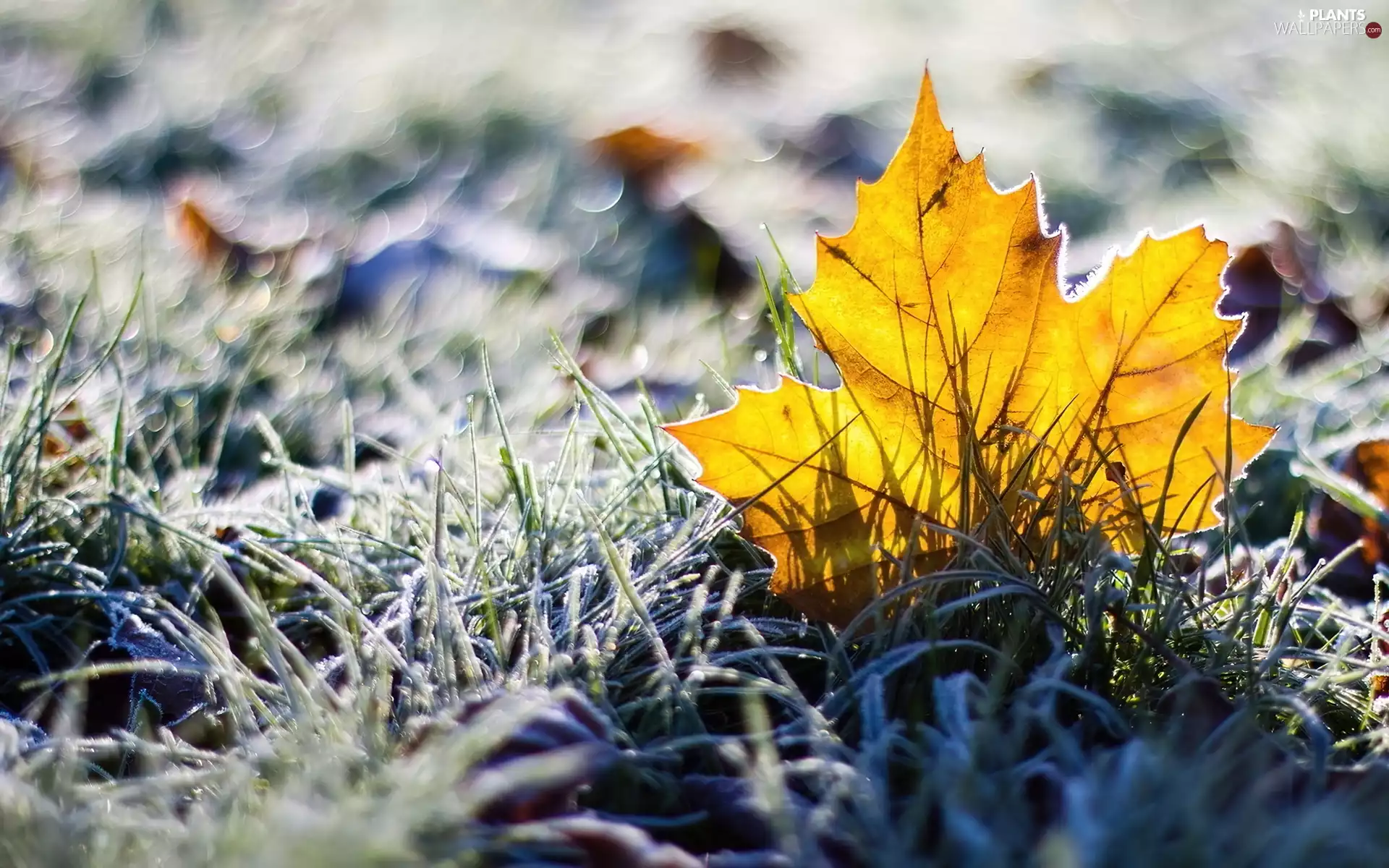 leaf, Yellow, Frost, maple, autumn, grass, White frost