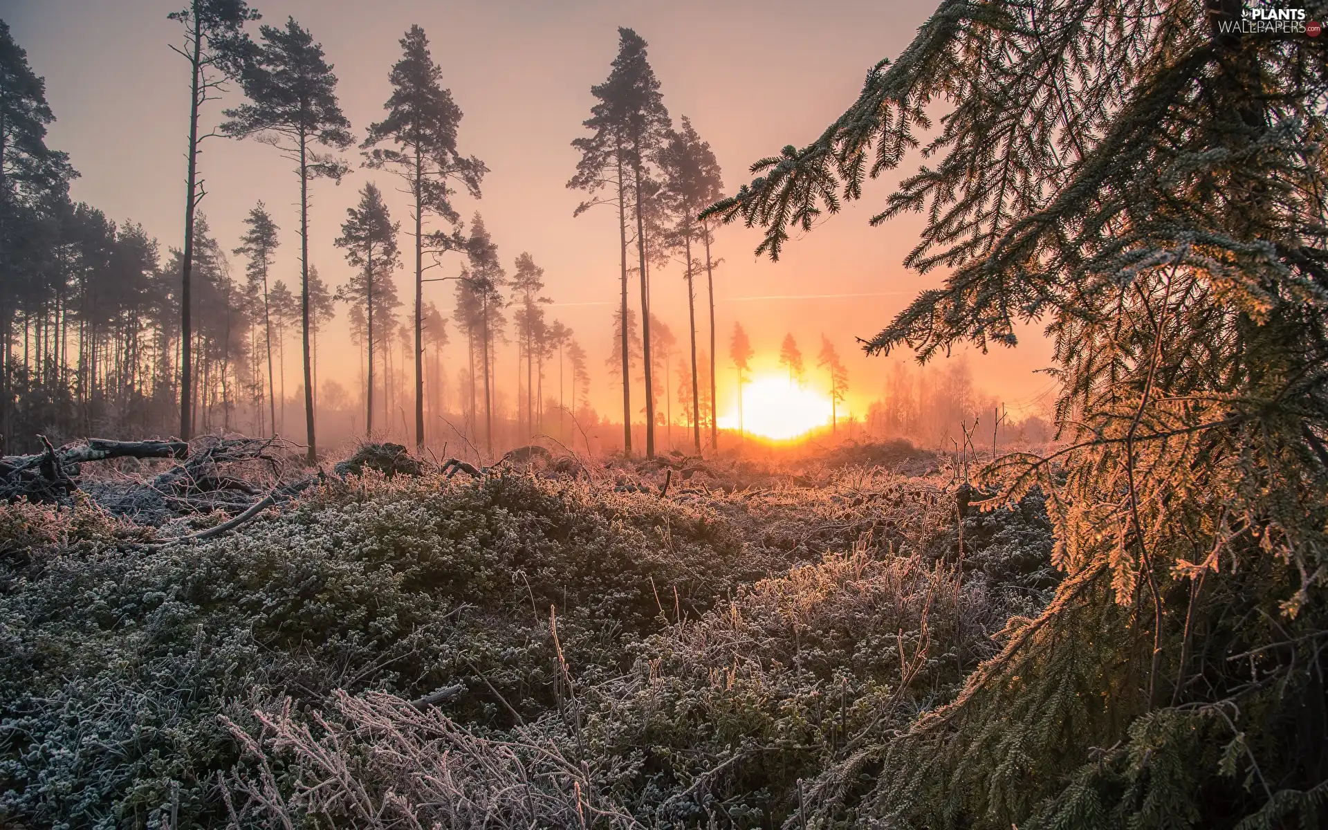 Frost, winter, Sunrise, forest, White frost, Fog, viewes, grass, trees