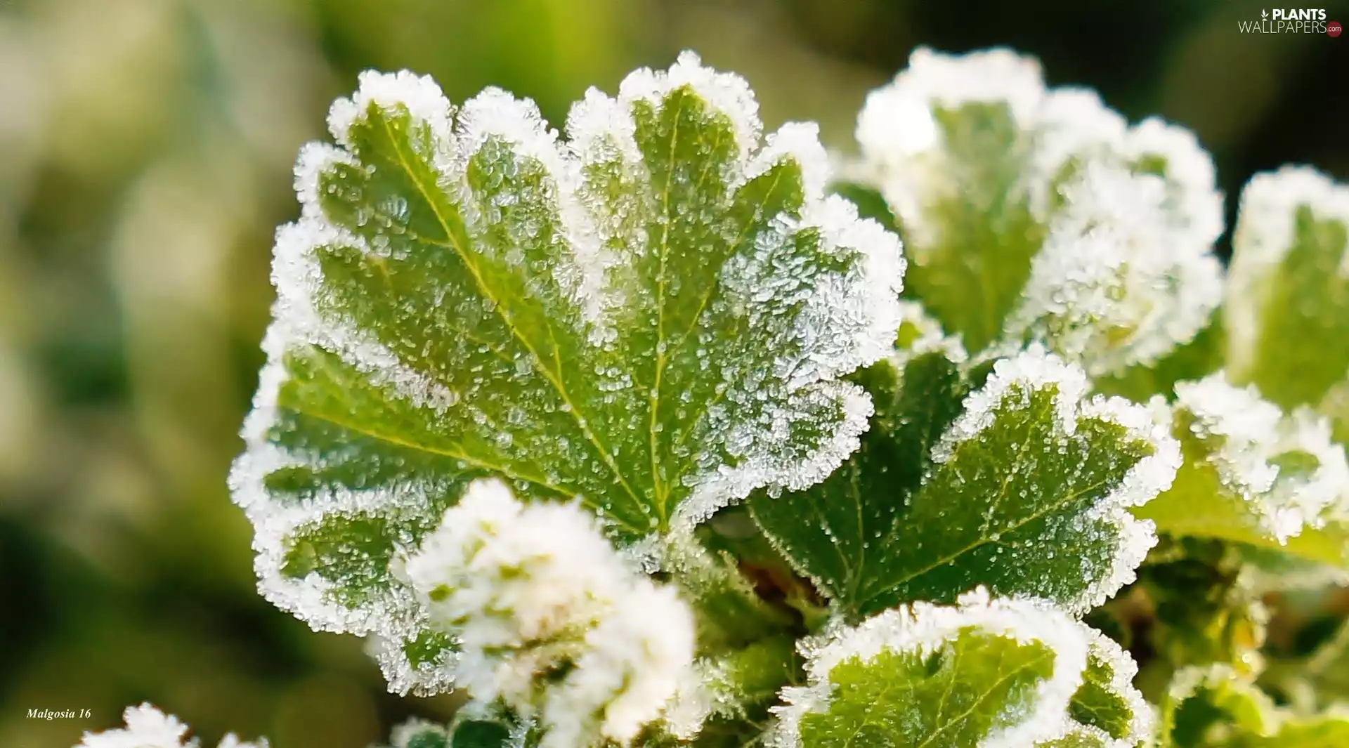 White frost, green ones, Leaf