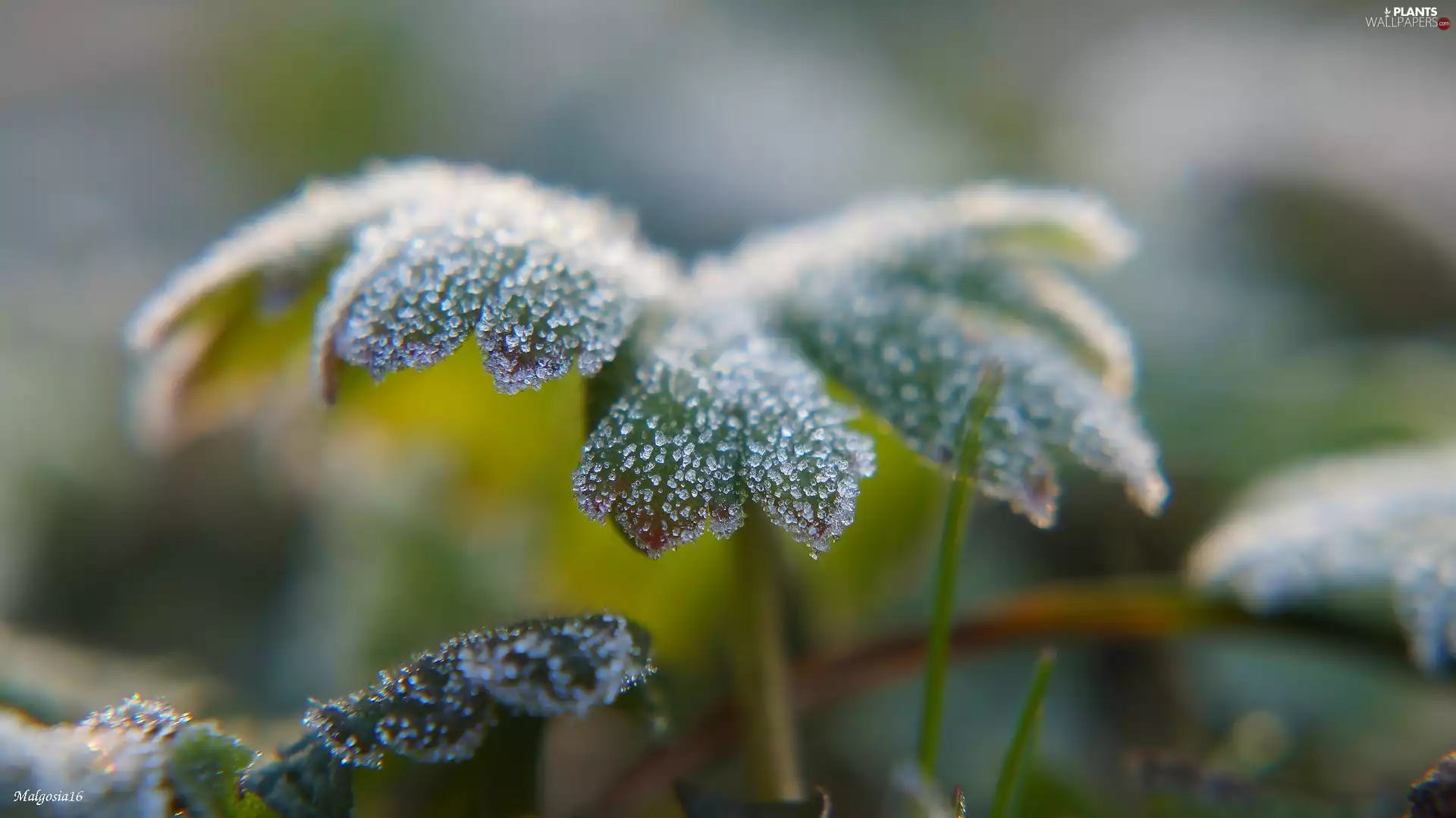 Leaf, plant, White frost