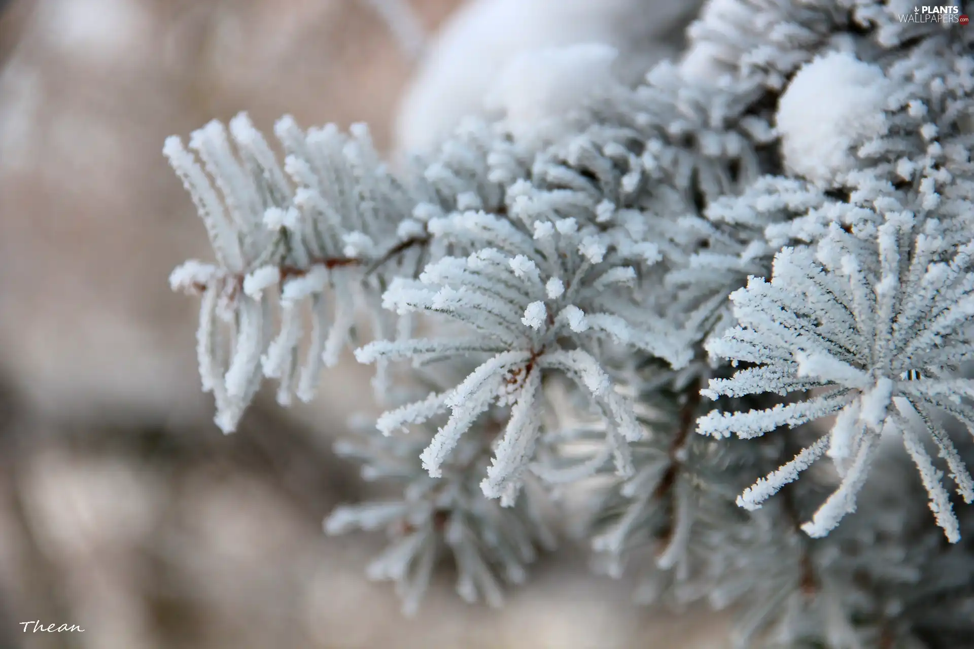 Frost, spruce, rime