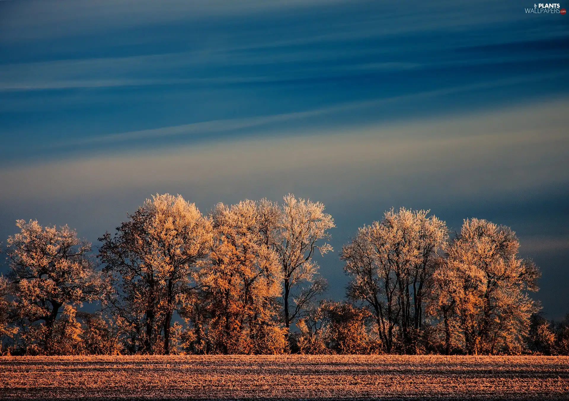 Sky, viewes, Frost, trees