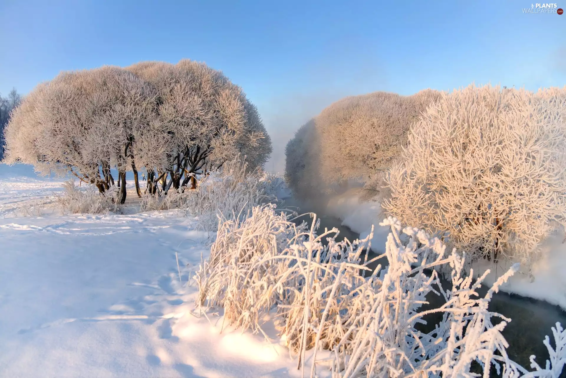 viewes, winter, River, Frost, grass, trees