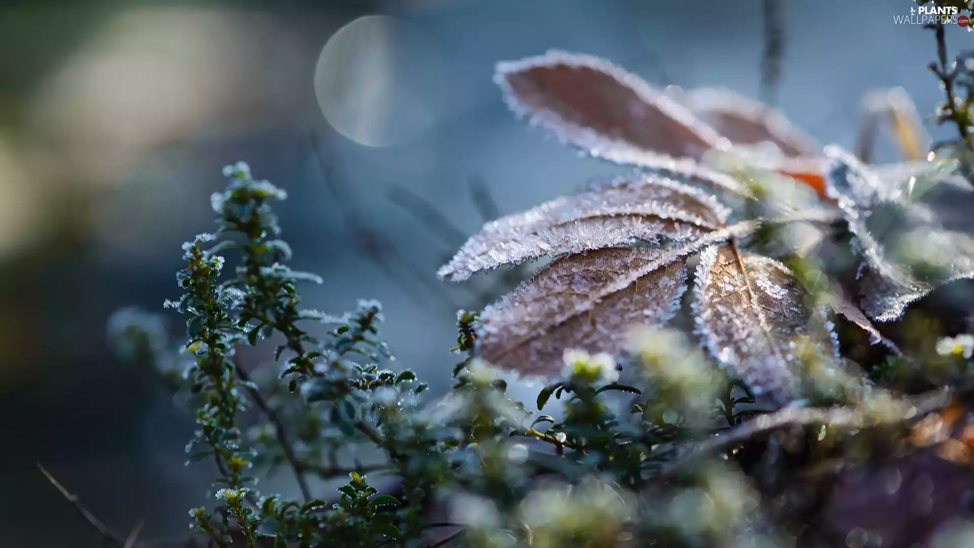 White frost, Twigs, Leaf, Plants