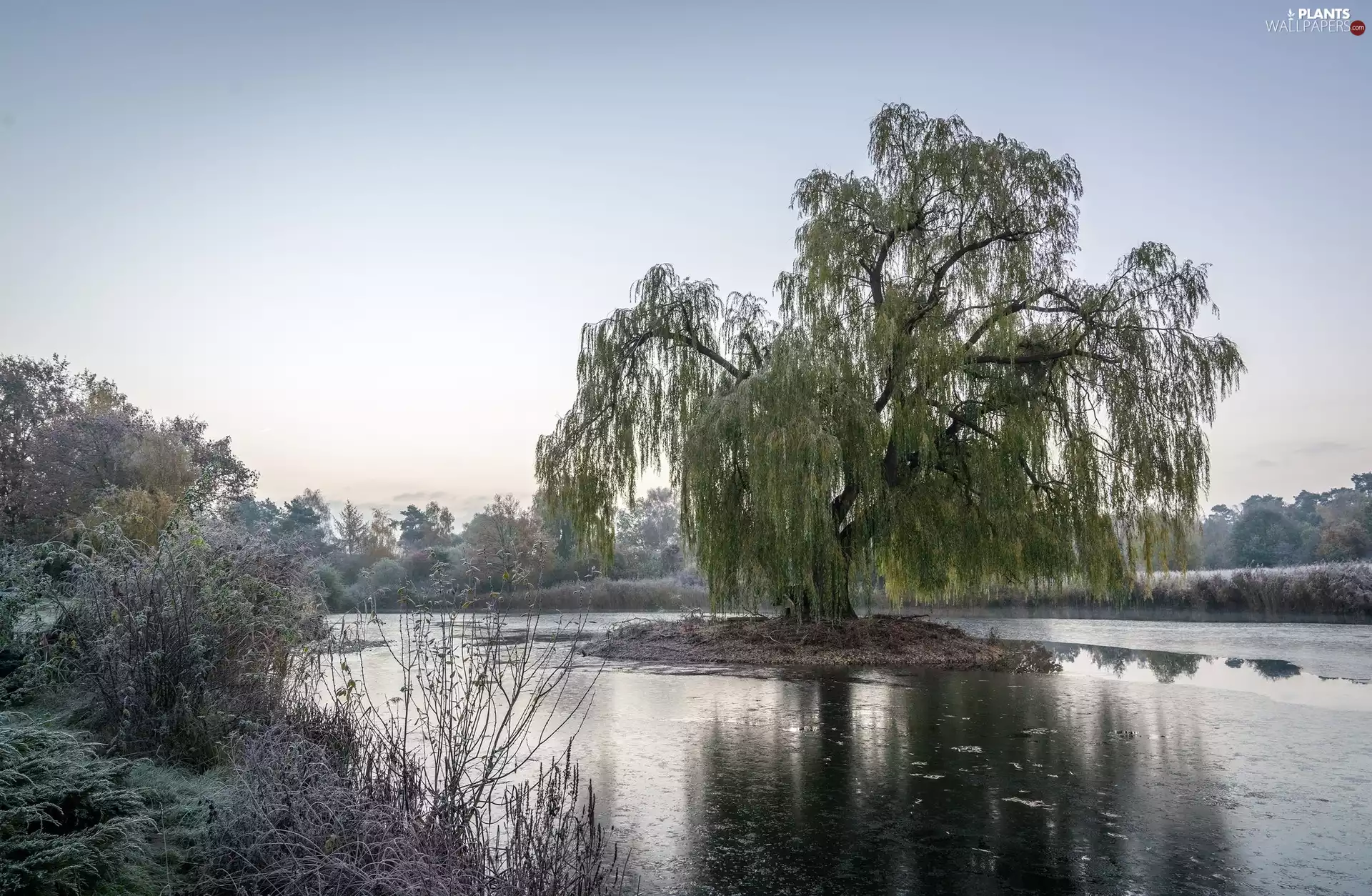 trees, Islet, VEGETATION, Willow, lake, viewes, White frost