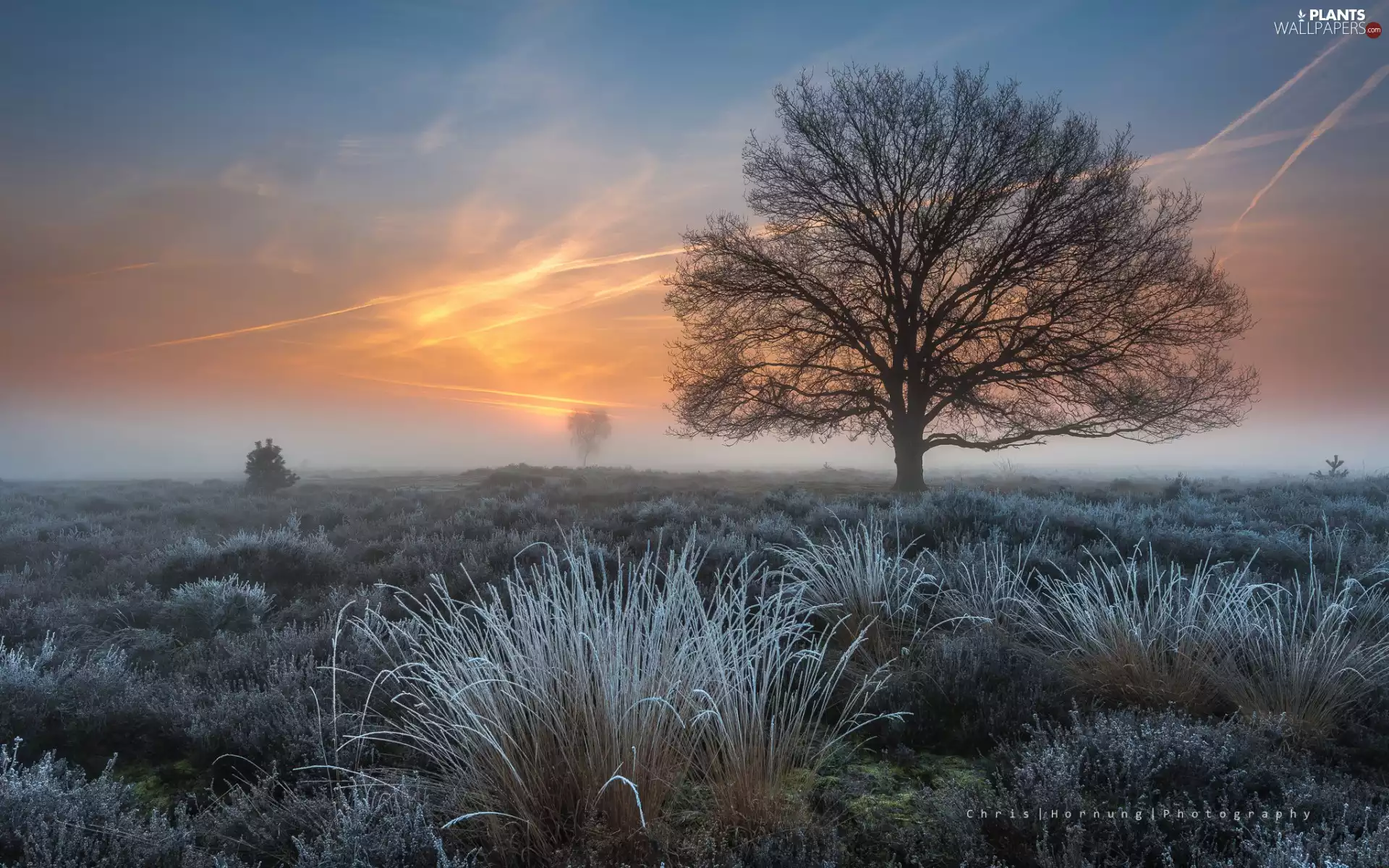 trees, east, White frost, Fog, grass, sun