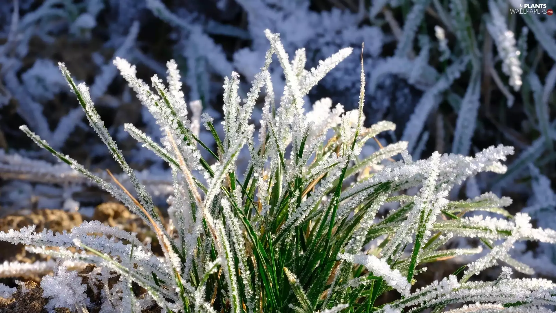 Green, frosted, White frost, crystals, hoarfrost, grass
