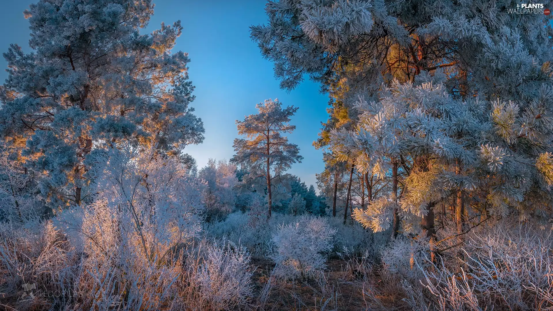trees, frosted, White frost, winter, viewes, grass