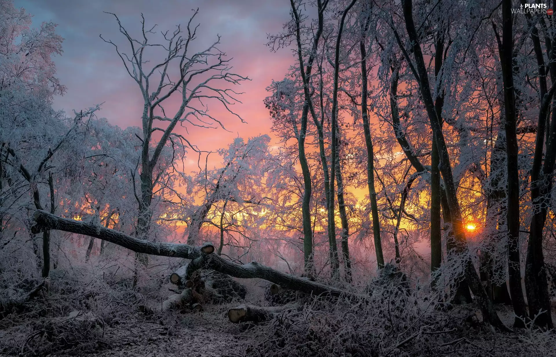 viewes, frosty, White frost, sun, forest, trees