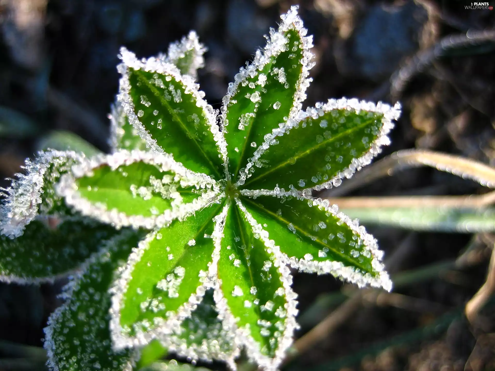 Close, Frost, White frost, leaf
