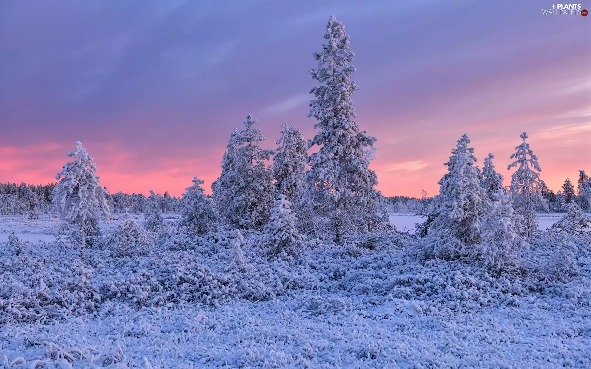viewes, winter, grass, frosted, Snowy, trees
